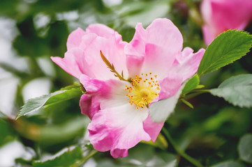 Blooming flowers of pink wild rose. Natural summer background with blossom bush.