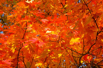 Autumn forest landscape on a sunny day with oak leaves background. Orange and red autumn leaves background.