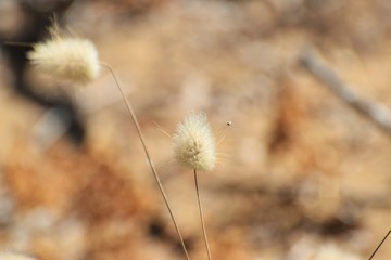 Plant of Cyprus, Close-up of a Beautiful Exotic flower