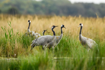 Common Crane - Grus grus, beautiful large bird from Euroasian fields and meadows, Hortobagy National Park, Hungary.