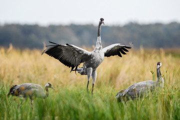 Common Crane - Grus grus, beautiful large bird from Euroasian fields and meadows, Hortobagy National Park, Hungary.
