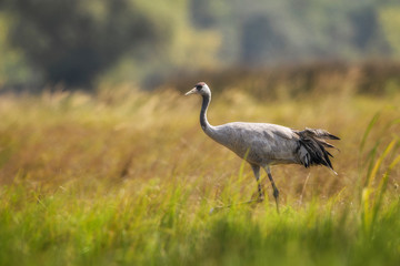 Common Crane - Grus grus, beautiful large bird from Euroasian fields and meadows, Hortobagy National Park, Hungary.
