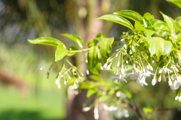 Wrightia religiosa Benth or Mok flowers background