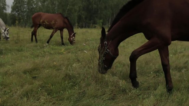 Horses grazing sappy grass in green lawn at a birch forest