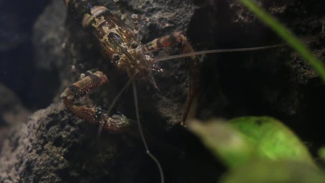Mexican freshwater shrimp in laboratory fish tank