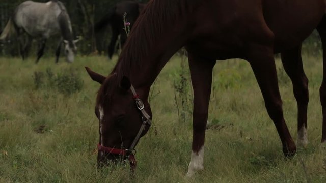 Horses grazing sappy grass in green lawn at a birch forest