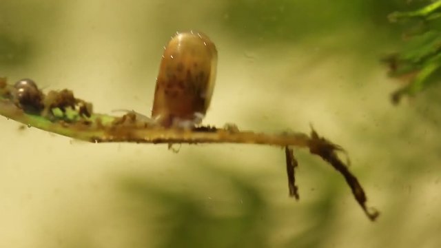 Little planorbidae freshwater snail in a river in Veracruz