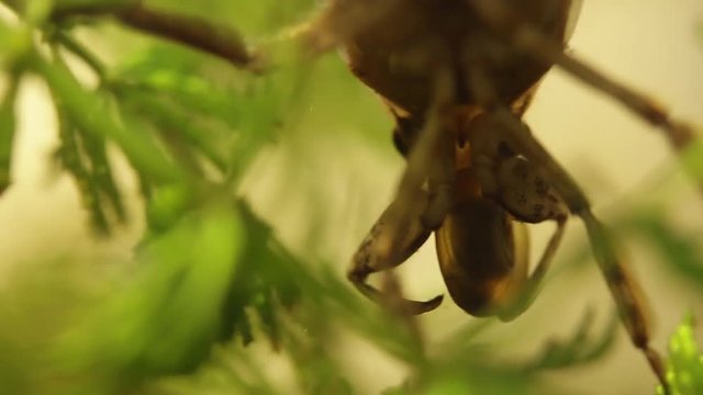 belostomatid water bug eating a planorbe snail