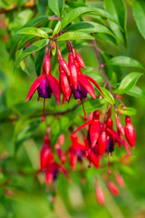 Fuchsia blooming family Onagraceae, evergreen ornamental plant. Red flowers bells with lilac petals inside. Beautiful inflorescence fuktsiya blooms bright colors