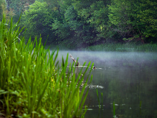 The twisting river flows between trees in the forest. Beauty of the nature in the summer. The environmentally friendly area in the forest.