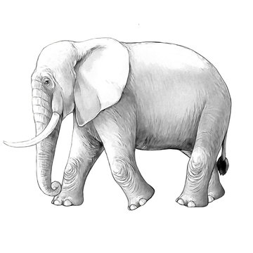 cartoon scene with big elephant on white background safari coloring page sketchbook illustration for children