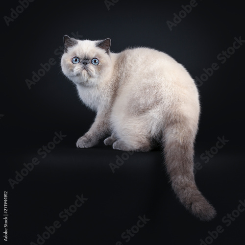 Cute Blue Tortie Point Exotic Shorthair Kitten Sitting Side Ways