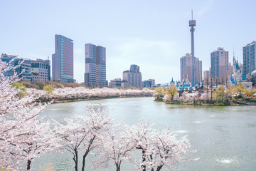Seokchon lake in spring with cherry blossom in Seoul