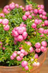 Pernettya gaulteriya Pinkberry Berry. Decorative evergreen shrub of the heather family. Pernettya fruits are pink white purple. Berry inedible garden decoration