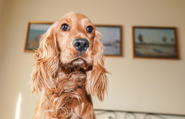 puppy dog cocker spaniel relaxing and sleeping on a bed
