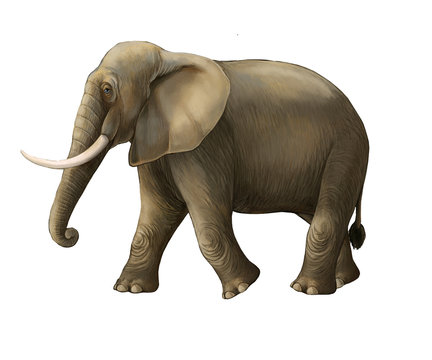 cartoon scene with big elephant on white background safari illustration for children
