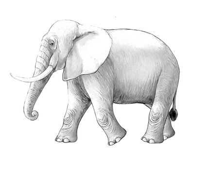 cartoon scene with big elephant on white background safari coloring page sketchbook illustration for children