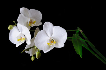 Fototapeta na wymiar white blooming orchid on a black background
