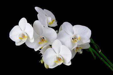 Naklejka na ściany i meble white blooming orchid on a black background
