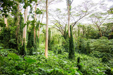 マノアフォール