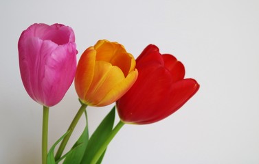 花　チューリップ　屋内　白バック　日本