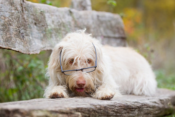 Hund im Sommer Lustiger Hund mit Brille schlauer Hund