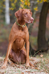 Magyar Viszla H&uuml;ndin