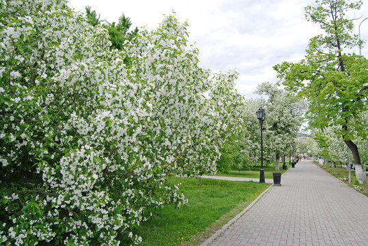 Flowering trees in the city center of Tyumen in May, Russia