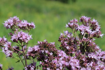 pink wildflowers