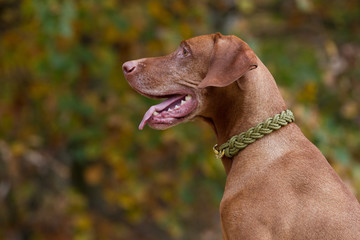 Rassehund Magyar Viszla Rasseportrait im Herbstlicht mit schönem geflochtenen Halsband