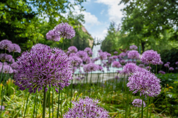 Obraz premium lila Zwiebelblume im Park