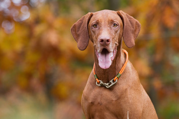 Rasseportrait einer Magyar Viszla H&uuml;ndin im Herbst