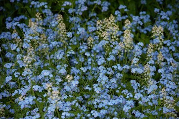 Spring wildflowers