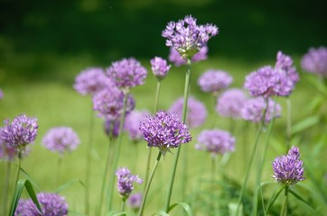 Obraz premium Spring wildflowers