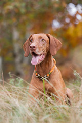 Rasseportrait einer Magyar Viszla H&uuml;ndin im Herbst