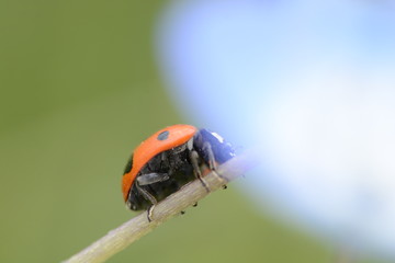 ladybug on leaf