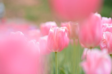 pink tulips in the garden
