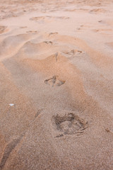 traces of seagulls on the sand of the beach