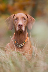 Rasseportrait einer Magyar Viszla H&uuml;ndin im Herbst