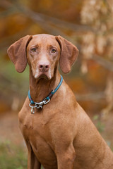 Rasseportrait einer Magyar Viszla Hündin im Herbst