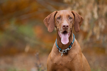 Hund Rasseportrait einer Magyar Vizsla H&uuml;ndin im Herbst