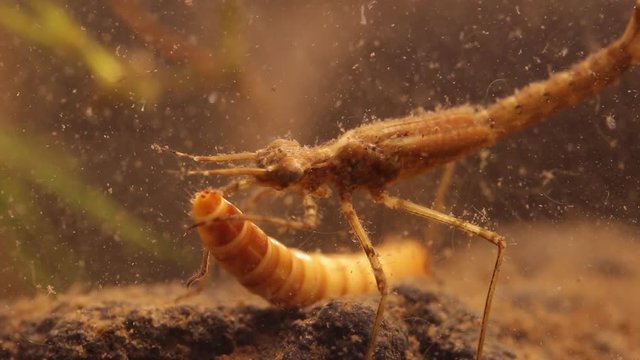 Damselfly nymph (Ischnura denticolis) eating a mealworm larvae (Tenebrio molitor), , mexican odonata