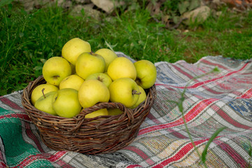 basket with apples on a bright plaid on green grass in summer sunny weather