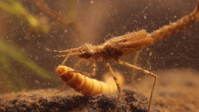 Damselfly nymph (Ischnura denticolis) eating a mealworm larvae (Tenebrio molitor), , mexican odonata