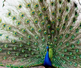 Obraz premium Pfau