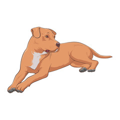 Red dog. American Pit Bull Terrier lying on the grass. Stock Vector Illustration