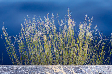 tuft of grass against water at harbour