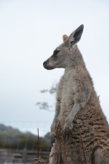 kangaroo