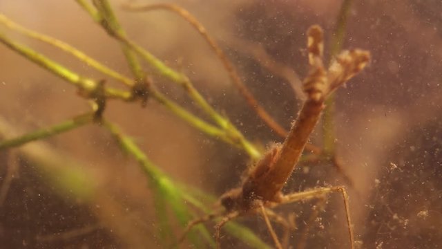 damselfly larva hiding in murky water