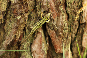 Lizard on a tree in the forest